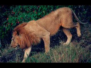 Lion